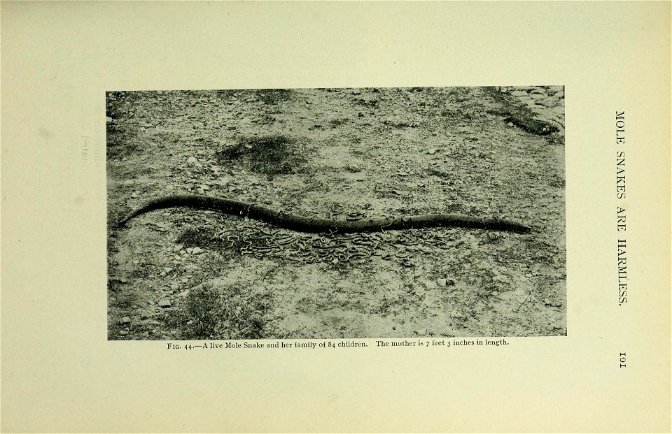 The snakes of South Africa : their venom and the treatment of snake bite / by F. W. Fitzsimmons.