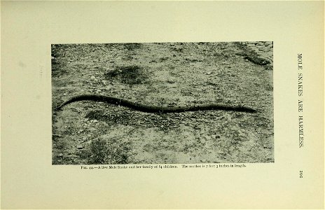 The snakes of South Africa : their venom and the treatment of snake bite / by F. W. Fitzsimmons.