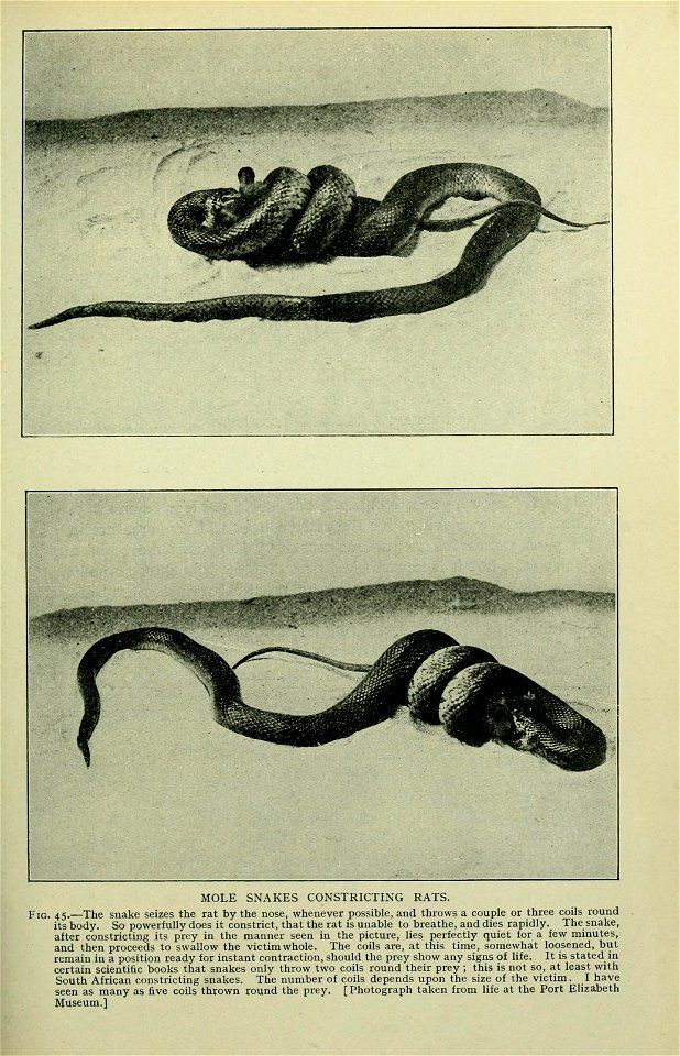 The snakes of South Africa : their venom and the treatment of snake bite / by F. W. Fitzsimmons.