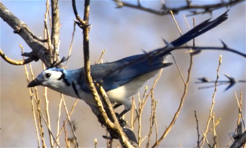 A White-throated Magpie-Jay in Costa Rica province of Guanacaste near Liberia.