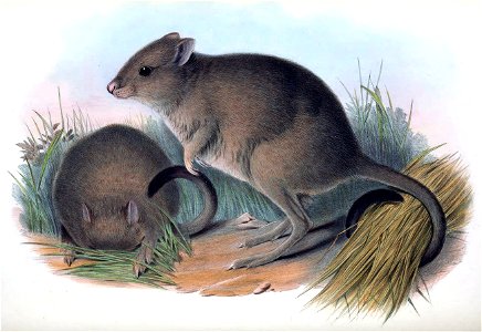 Plate in Gould's Mammals of Australia volume 3. The title is the caption in that work, and may be a synonym. The file was uploaded with the current name in the category, a crop and other adjustments w photo