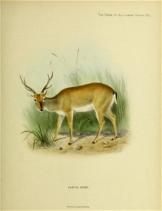The Deer of All Lands. Plate XXII. PAMPAS DEER. PalUtked, by Rowland Ward Lid photo