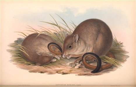 The mammals of Australia.
London, Printed by Taylor and Francis, pub. by the author, 1863.

biodiversitylibrary.org/page/49740889