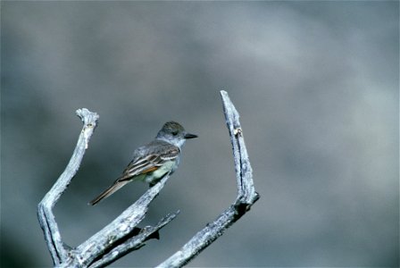 Ash-throated flycatcher - Myiarchus cinerascens photo