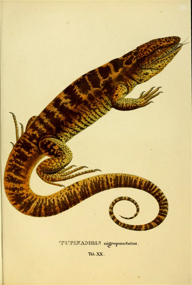 Animalia nova, sive, Species novae lacertarum quas in itinere per Brasliliam annis MDCCCXVII-MDCCCXX jussu et auspiciis Maximilani Josephi I. Bavariae regis suscepto / collegit et descripsit Dr. J. B.