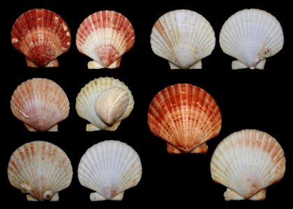Aequipecten/Chlamys opercularis Linnaeus, 1758. North Sea. width 5.5-7.5 cm. From local fishermen, Amsterdam, Holland, March 1993.
One with Crepidula fornicata Linnaeus, 1758. Note that both the Crepi