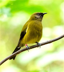 Bellbird perched on a twig