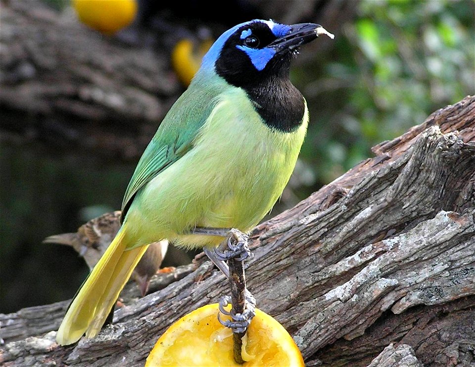 A Green Jay Cyanocorax luxuosus eating oranges at the bird feeding station outside the visitor centre at Laguna Atascosa National Wildlife Refuge, Texas, USA.