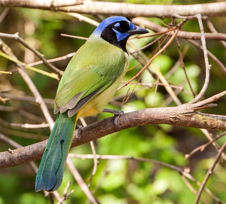 Green Jay, Laguna Astascosa National Wildlife Refuge, Texas