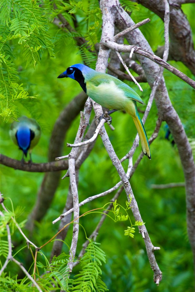 Laguna Atascosa National Wildlife Refuge, TX

Photo: C.V. Vick, Creative Commons