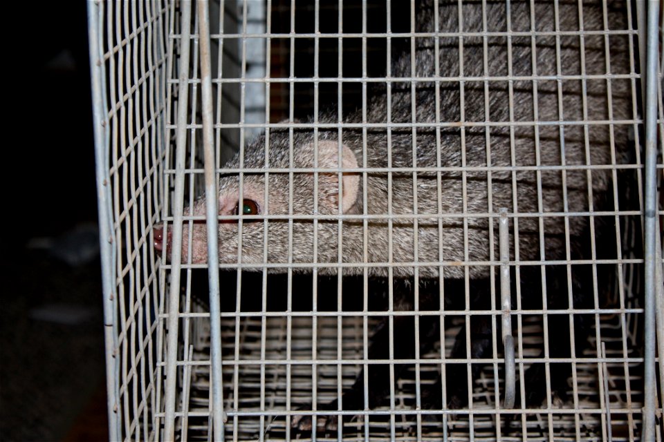 white tail mongoose