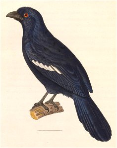 English:  « Glaucopis leucopterus » = Platysmurus leucopterus (Black Magpie)Français :  « Glaucopis leucopterus » = Platysmurus leucopterus (Geai à ailes b