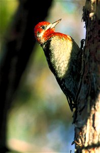 Red-breasted Sapsucker (Sphyrapicus ruber) photo