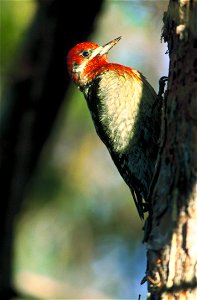 Red-Breasted Sapsucker photo
