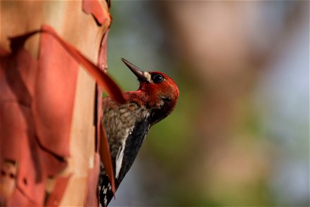 Red-breasted Sapsucker You are free to use this image with the following photo credit: Peter Pearsall/U.S. Fish and Wildlife Service photo