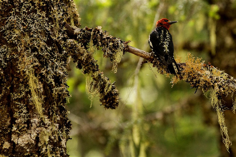A woodpecker found on the Trail of Shadows at Longmire 

NPS photo by Emily Brouwer