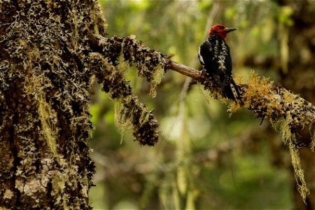 A woodpecker found on the Trail of Shadows at Longmire NPS photo by Emily Brouwer photo