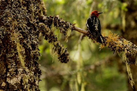 A woodpecker found on the Trail of Shadows at Longmire 

NPS photo by Emily Brouwer