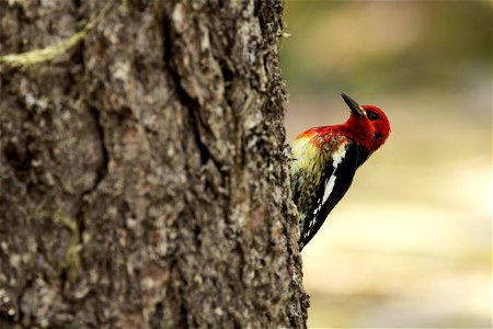 A woodpecker found on the Trail of Shadows at Longmire NPS photo by Emily Brouwer photo