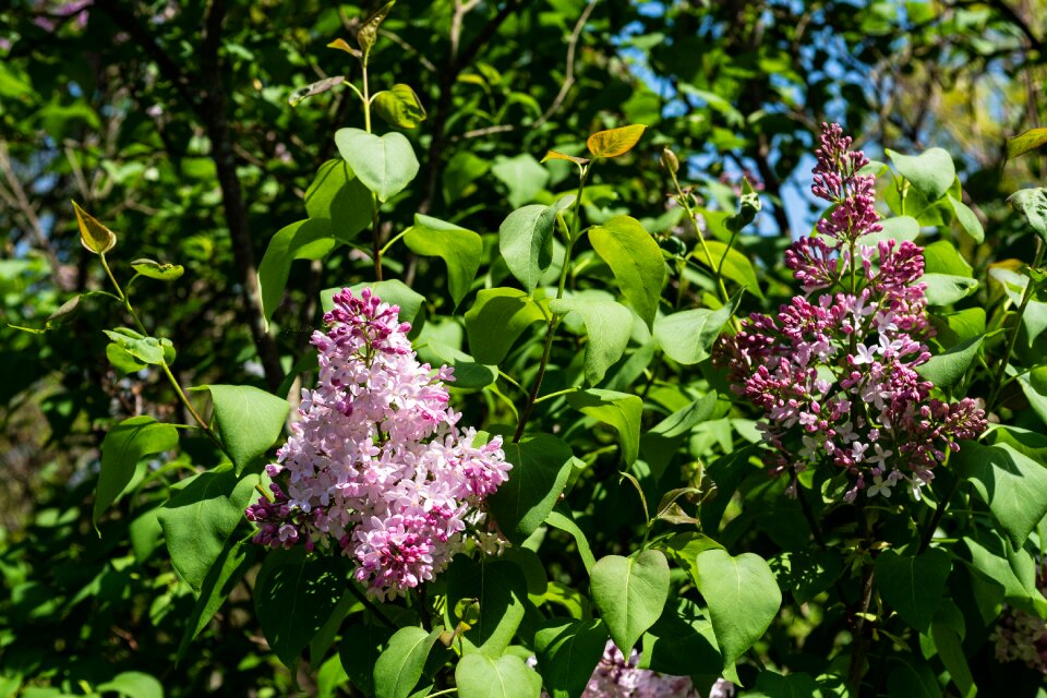 Flower spring garden