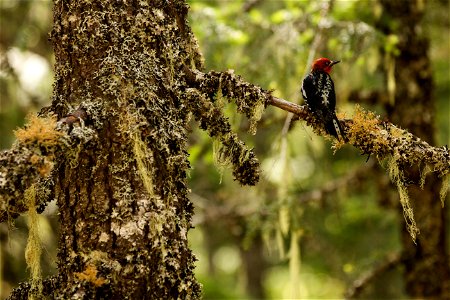 A woodpecker found on the Trail of Shadows at Longmire NPS photo by Emily Brouwer photo