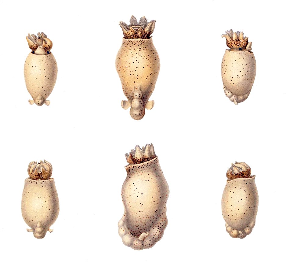 Spirula spirula larva