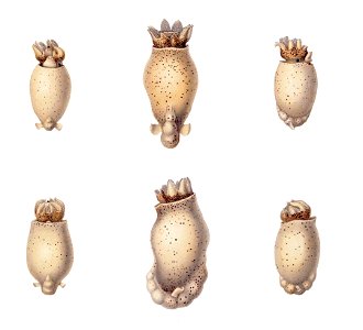 Spirula spirula larva