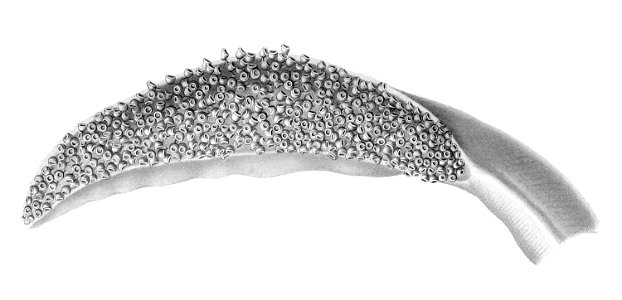 Oral view of tentacular club of Spirula spirula