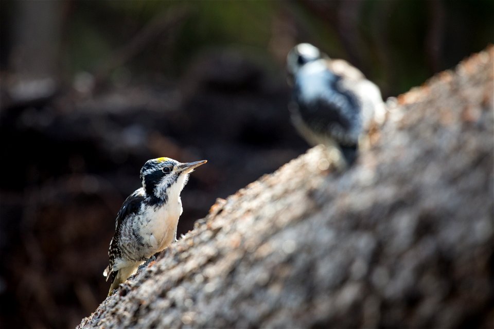Three-toed woodpeckers digging for insects in a fallen tree, Mammoth Hot Springs