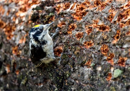 Three-toed woodpecker digging for insects in a fallen tree, Mammoth Hot Springs