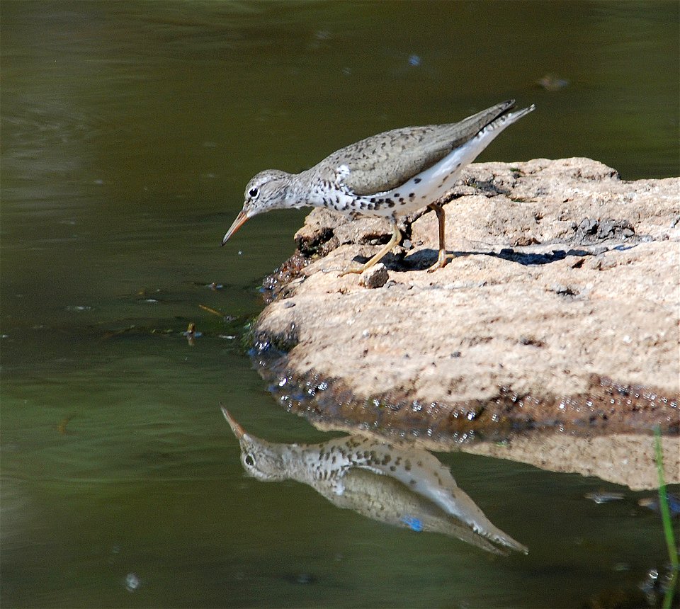 Actitis macularius, Elk Pond, Bandelier National Monument, New Mexico, USA.