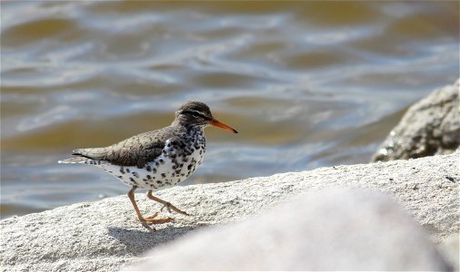 This widely-distributed shorebird is fairly easy to identify during the summer when its breast is dotted with bold spots. However, in the winter, the breast pales out to solid white. Spotted sandpiper photo