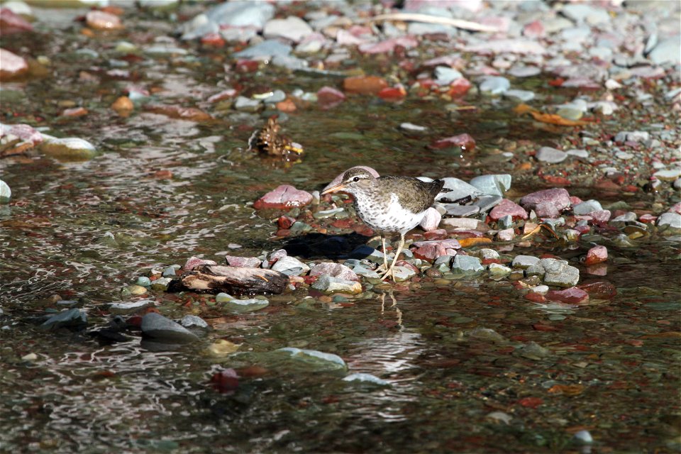 Breeding Plumage 

Running Eagle Falls