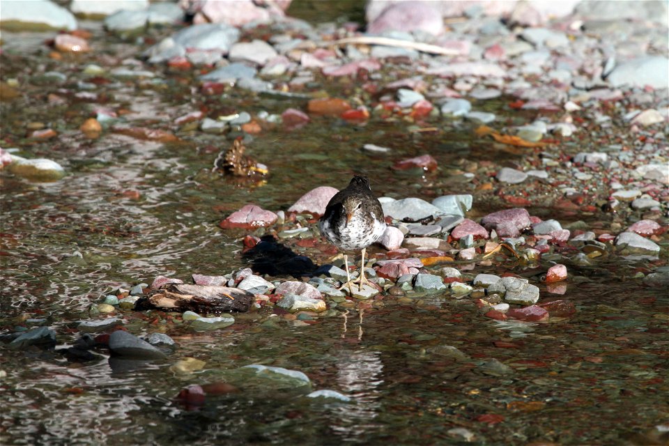 Breeding Plumage 

Running Eagle Falls