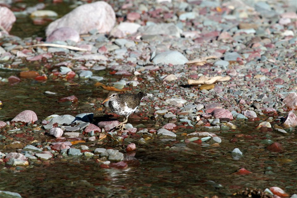 Breeding Plumage 

Running Eagle Falls