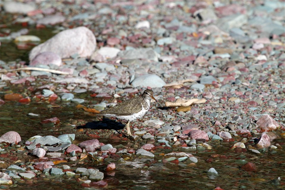 Breeding Plumage 

Running Eagle Falls