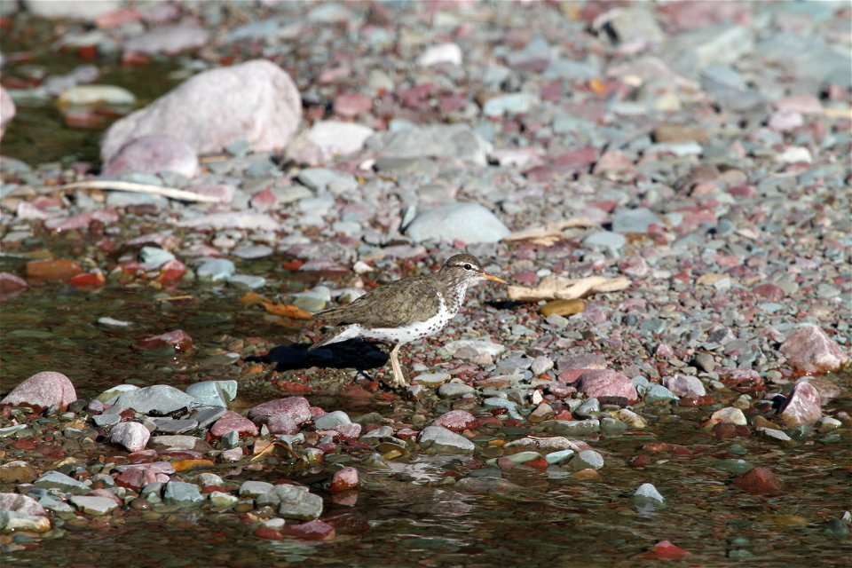 Breeding Plumage 

Running Eagle Falls