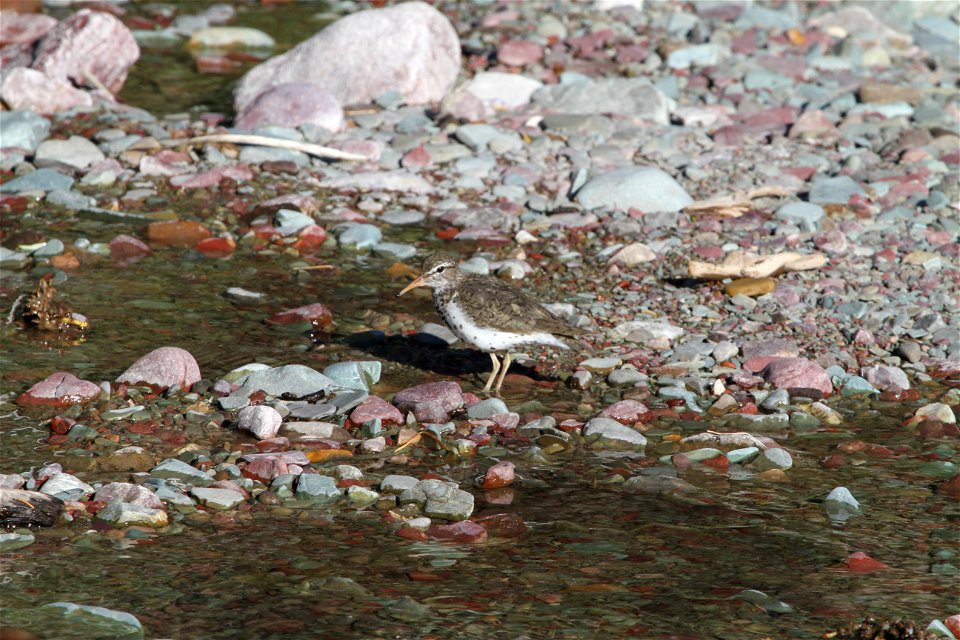Breeding Plumage 

Running Eagle Falls
