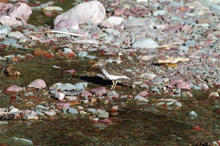 Breeding Plumage 

Running Eagle Falls