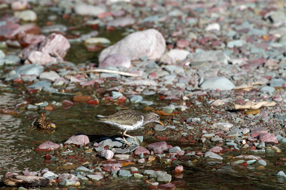 Breeding Plumage 

Running Eagle Falls