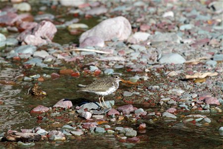 Breeding Plumage 

Running Eagle Falls