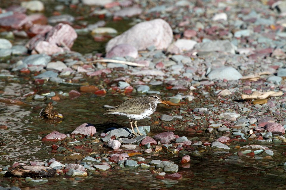 Breeding Plumage 

Running Eagle Falls