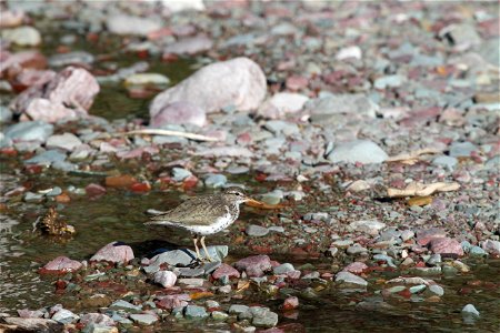 Breeding Plumage 

Running Eagle Falls
