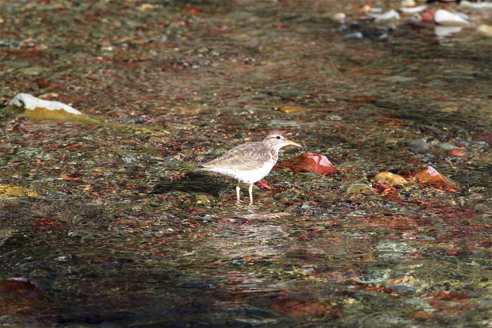 Breeding Plumage 

Running Eagle Falls