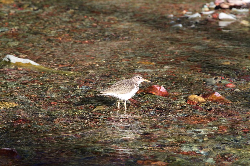 Breeding Plumage 

Running Eagle Falls