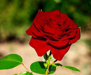 Bloom red romantic photo