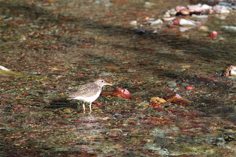 Breeding Plumage 

Running Eagle Falls