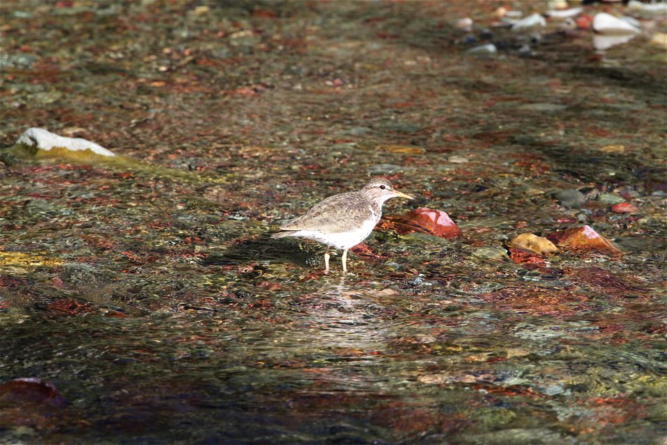 Breeding Plumage 

Running Eagle Falls
