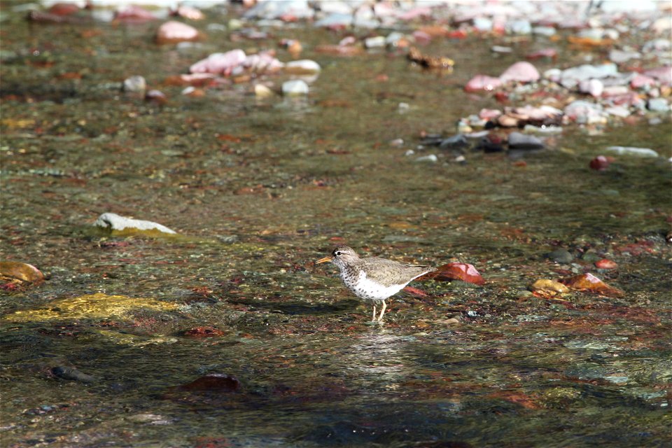 Breeding Plumage 

Running Eagle Falls
