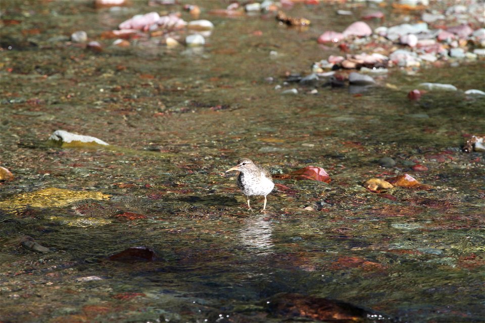 Breeding Plumage 

Running Eagle Falls